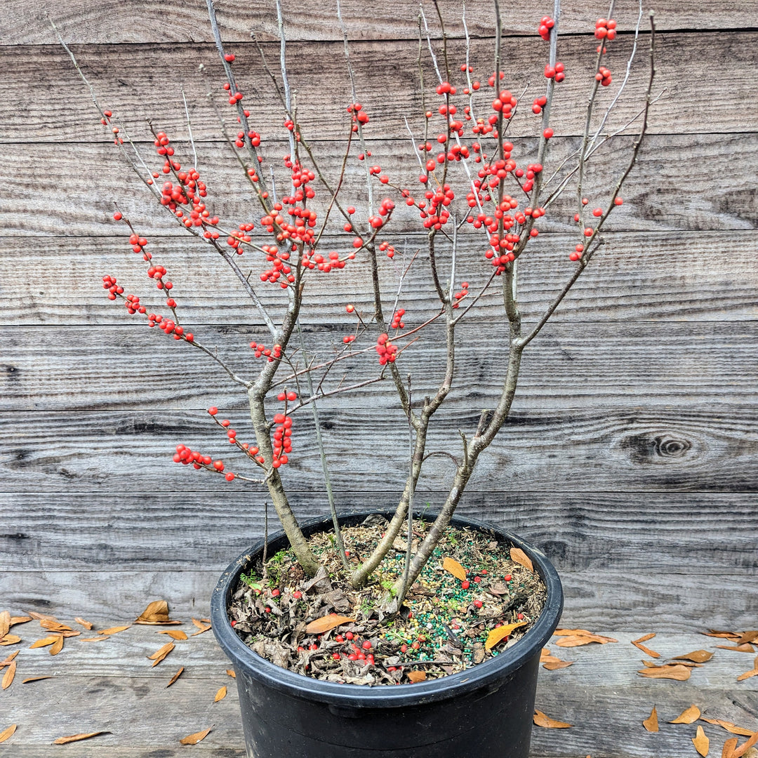 Winter red winterberry ServeScape 