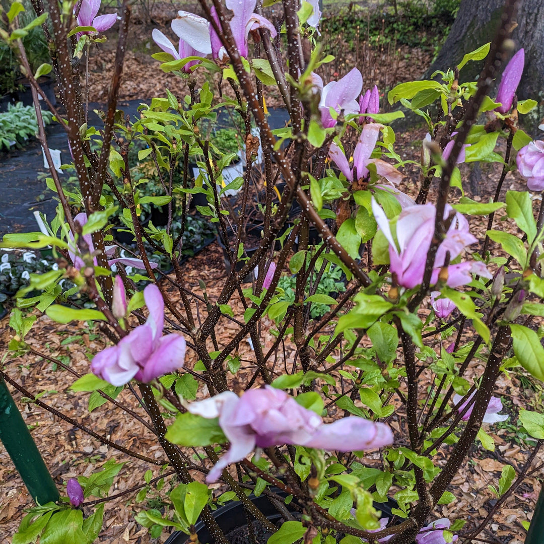 Magnolia x soulangiana 'Jane' ~ Saucer 'Jane' Magnolia-ServeScape