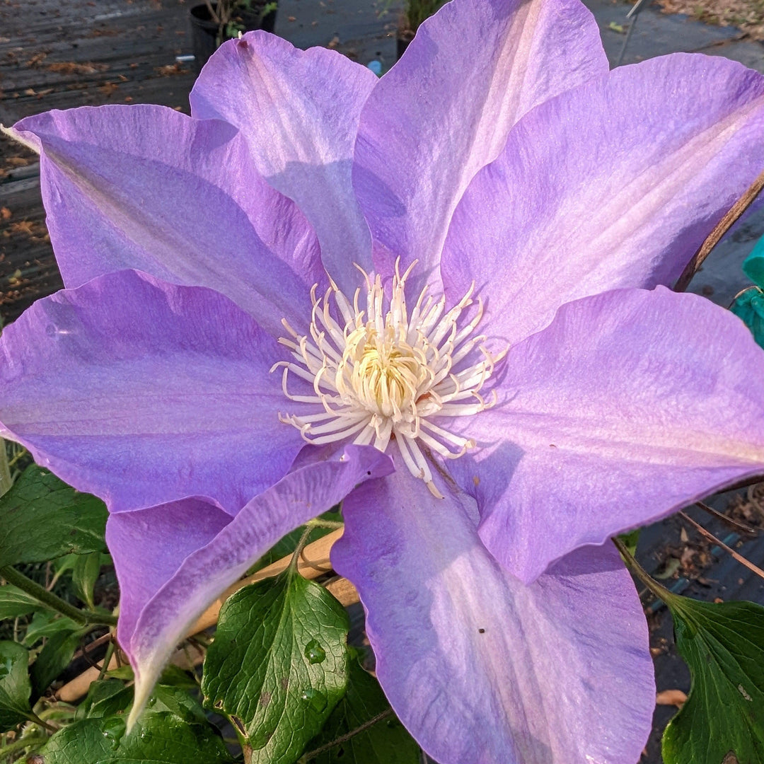 Clematis 'H.F. Young' ~ H.F. Young Clematis-ServeScape