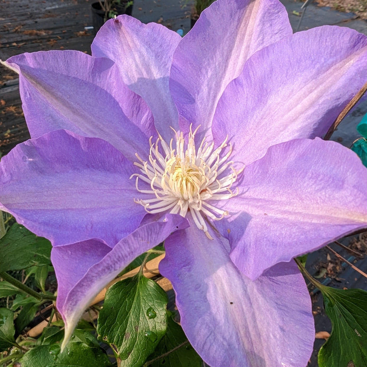 Clematis 'H.F. Young' ~ H.F. Young Clematis-ServeScape