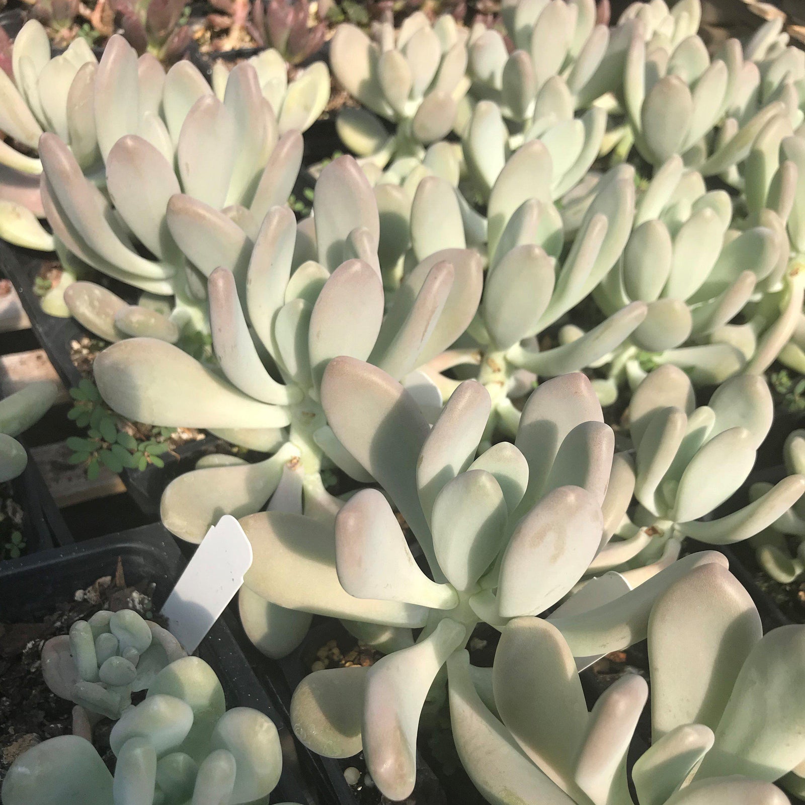 Pachyphytum bracteosum ~ Silver Bracts, Moon Stones - Delivered By ServeScape