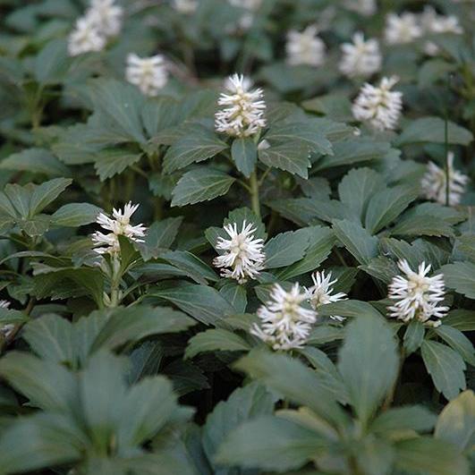 Pachysandra terminalis ~ Japanese Spurge - Delivered By ServeScape
