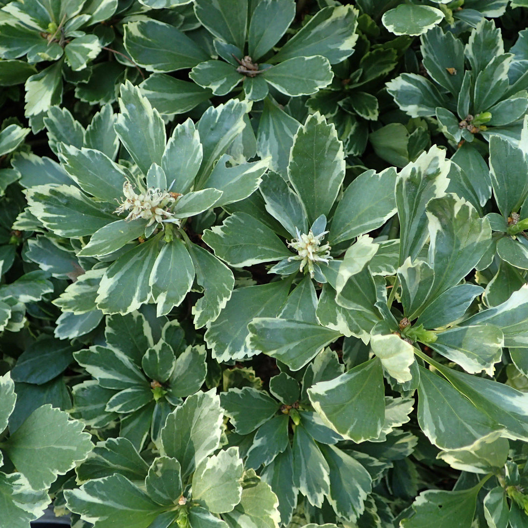 Pachysandra terminalis 'Variegata' ~ Variegated Japanese Spurge - Delivered By ServeScape