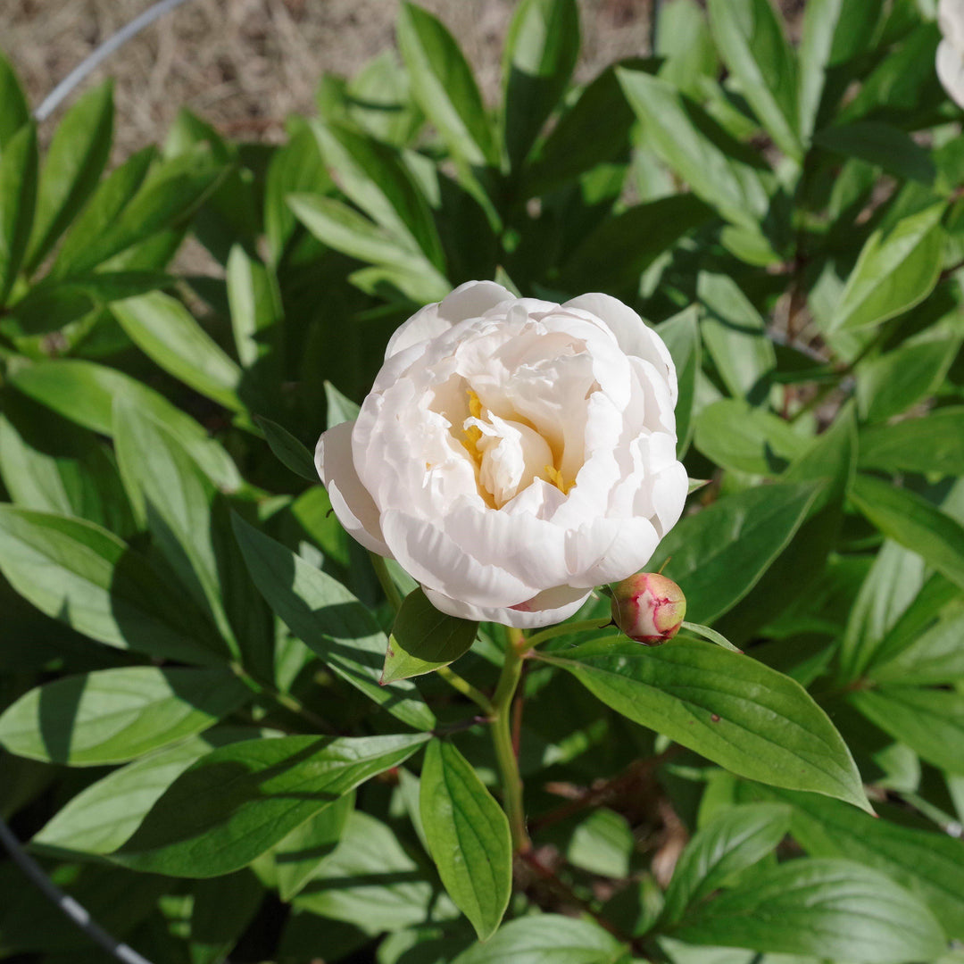 Paeonia lactiflora 'Allan Rogers' ~ Allen Rogers Peony-ServeScape