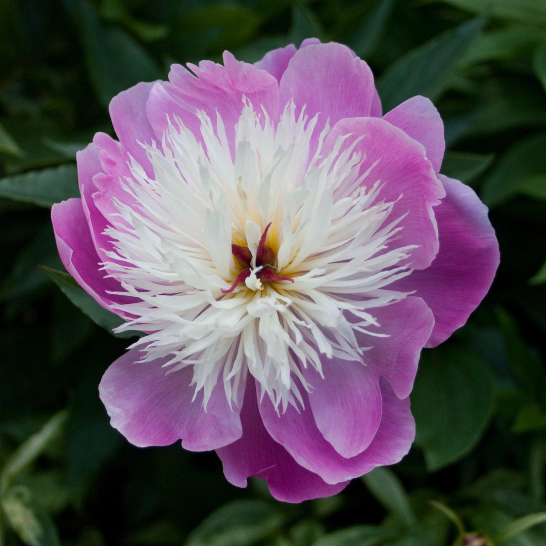 Paeonia lactiflora 'Bowl of Beauty' ~ Bowl of Beauty Peony-ServeScape