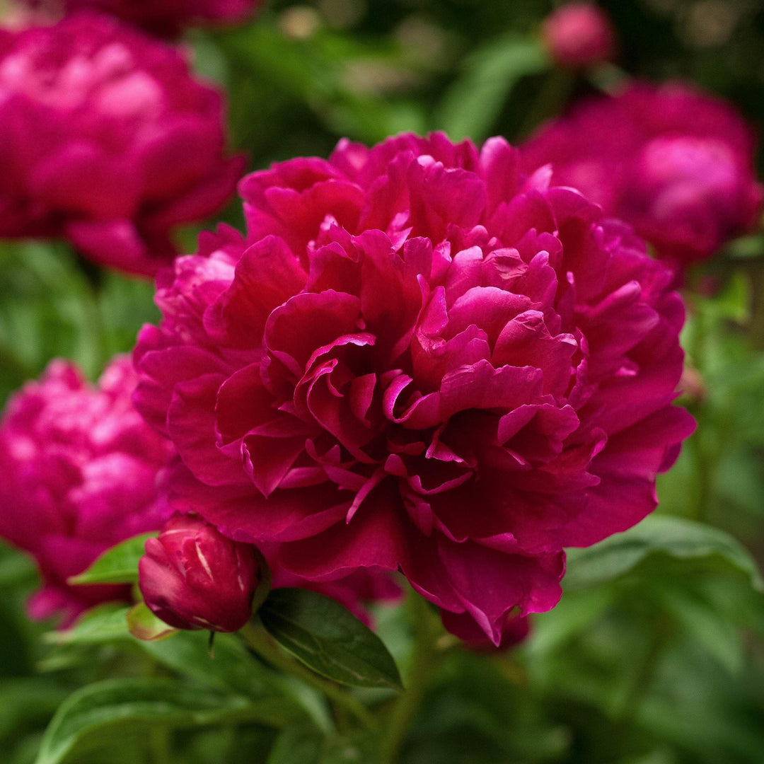 Paeonia lactiflora 'Karl Rosenfield' ~ Karl Rosenfield Peony