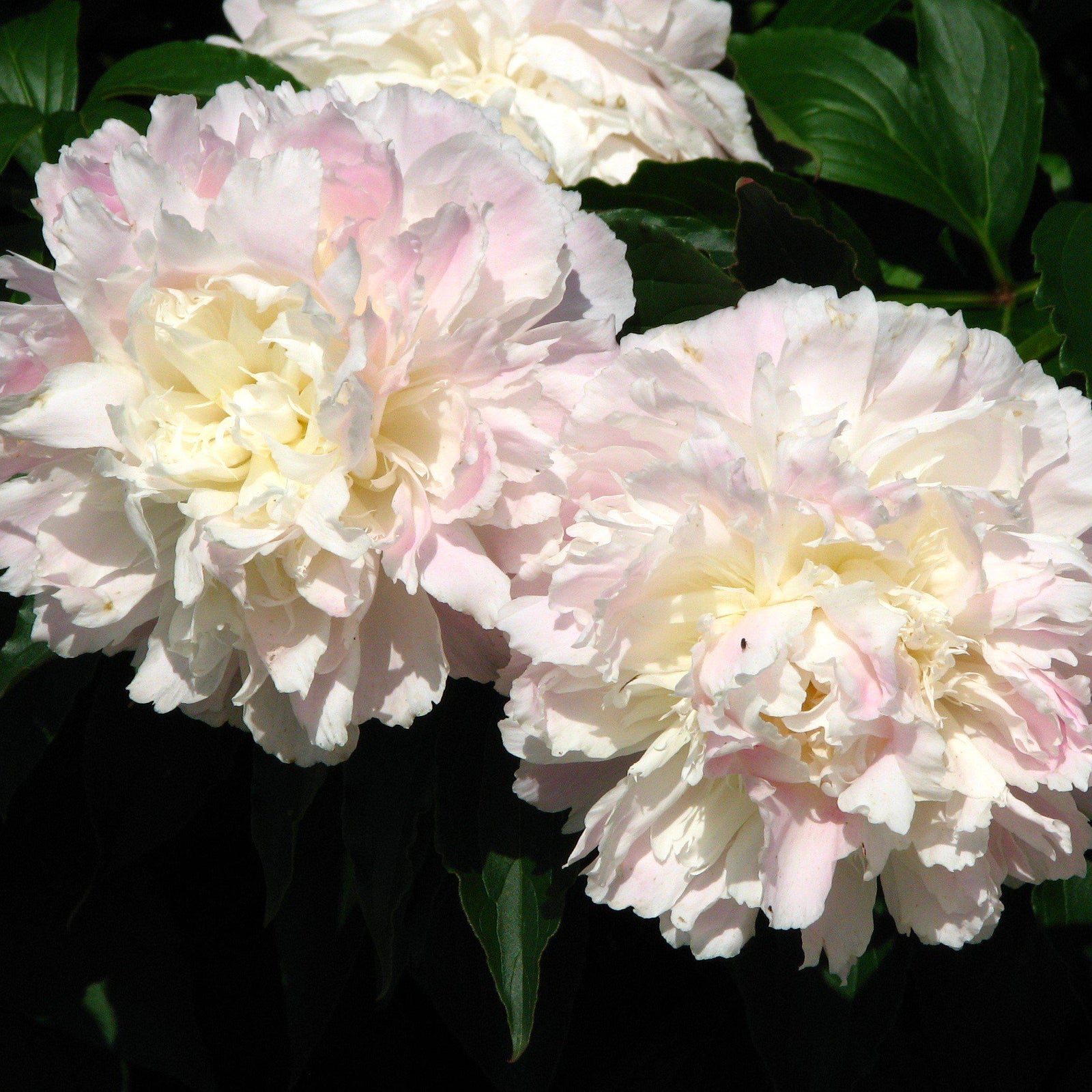 Paeonia lactiflora 'Shirley Temple' ~ Shirley Temple Peony-ServeScape