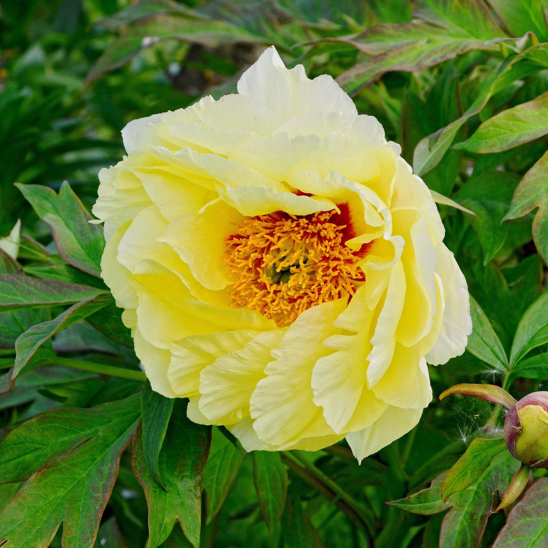 Paeonia suffruticosa 'Yellow' ~ Yellow Tree Peony-ServeScape