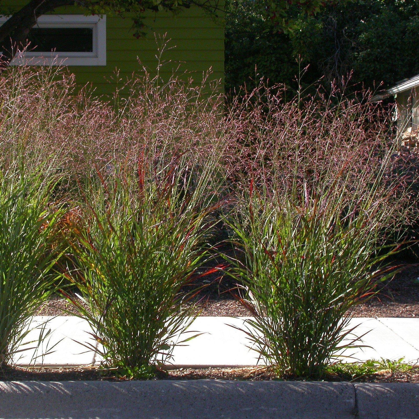 Panicum virgatum 'Hanse Herms' ~ Hanse Herms Switch Grass - Delivered By ServeScape