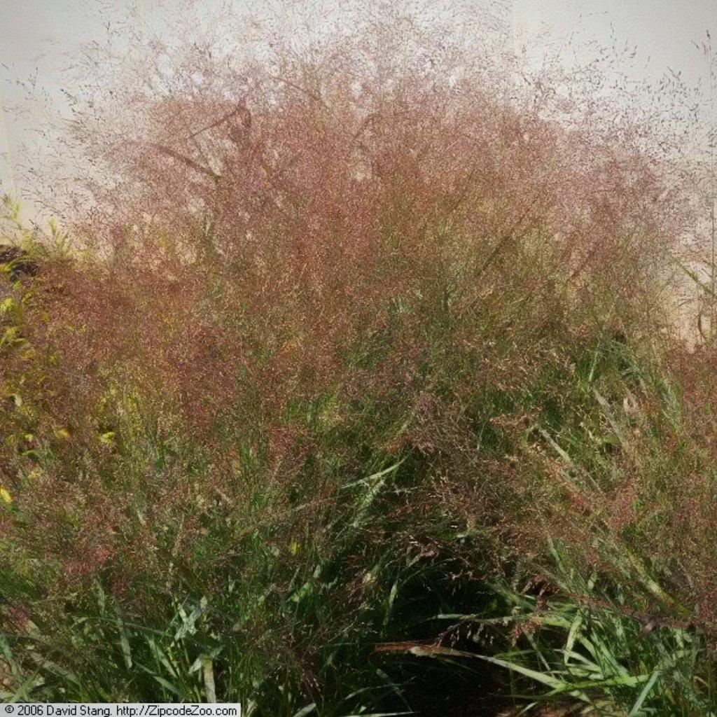 Panicum virgatum 'Rotstrahlbush' ~ Rotstrahlbush Switch Grass - Delivered By ServeScape