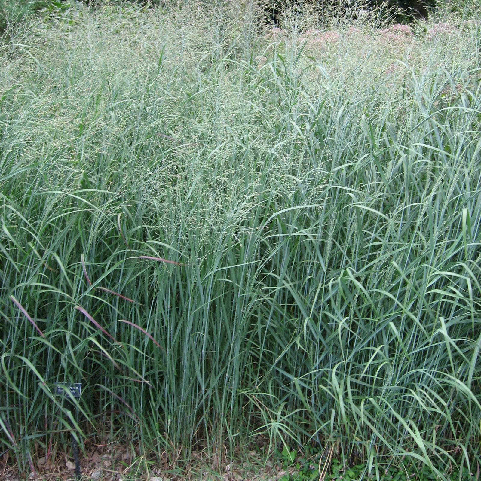 Panicum virgatum 'Prairie Dog' ~ Prairie Dog Switch Grass-ServeScape