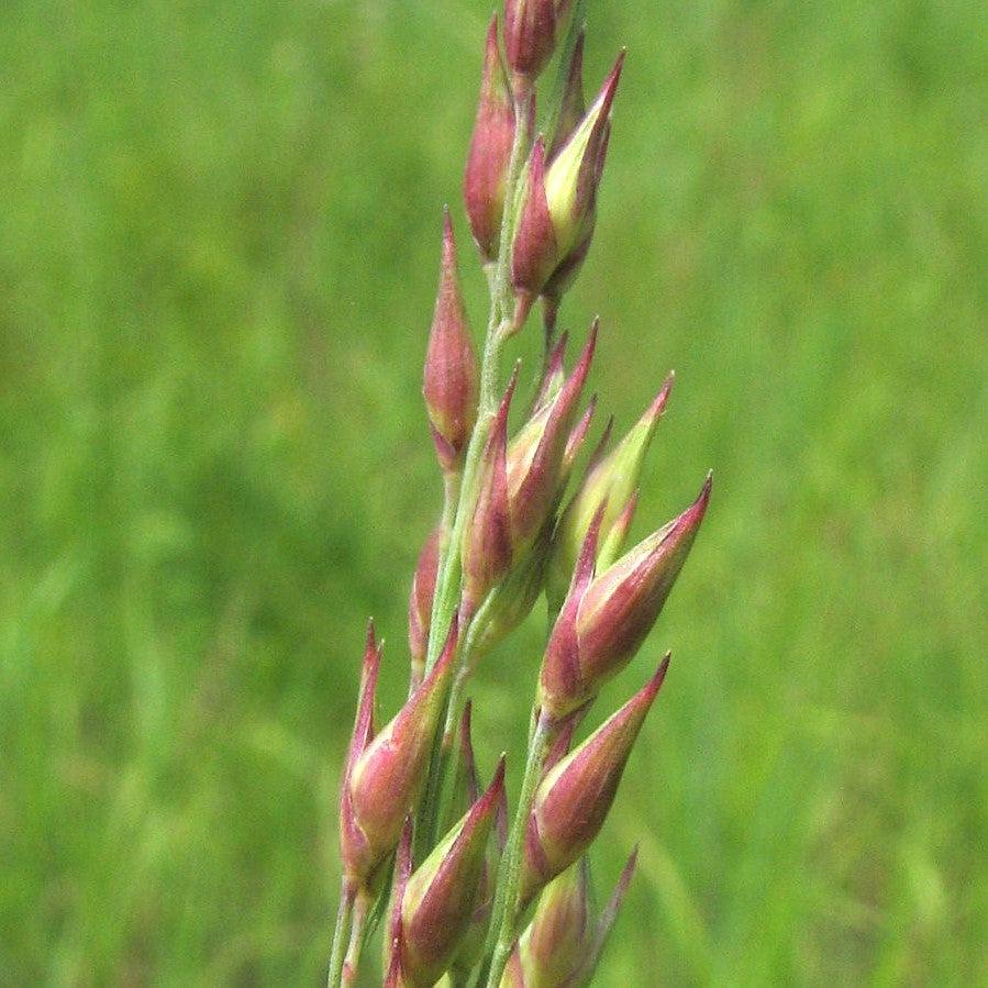 Panicum virgatum 'Prairie Dog' ~ Prairie Dog Switch Grass-ServeScape
