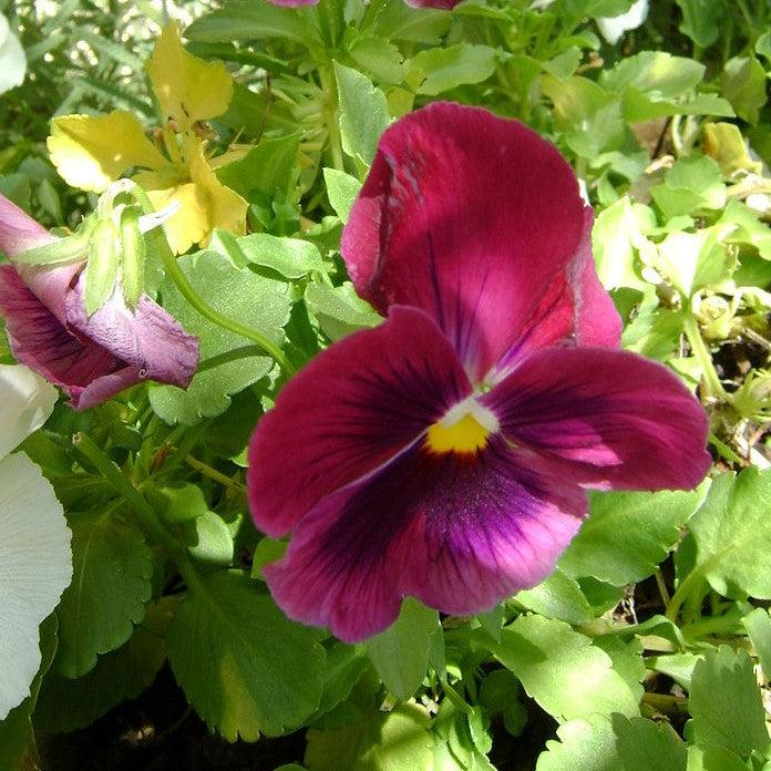 Viola cornuta 'Colormax Rose Blotch' ~ Colormax® Rose Blotch Viola-ServeScape