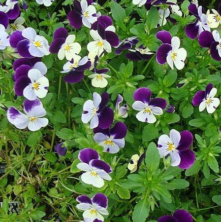 Viola cornuta 'Admire Neon Purple Wing' ~ Admire® Neon Purple Wing Viola-ServeScape