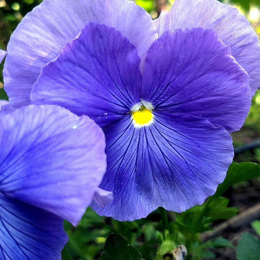 Viola x wittrockiana 'Inspire Plus True Blue' ~ Inspire® Plus True Blue Pansy-ServeScape