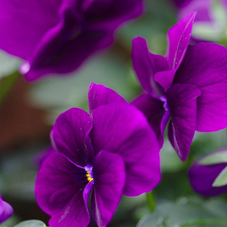 Viola x wittrockiana 'PAS1077343' ~ Cool Wave® Purple Pansy-ServeScape
