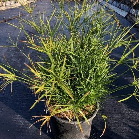 Cyperus alternifolius 'gracilis' ~ Miniature Umbrella Plant-ServeScape