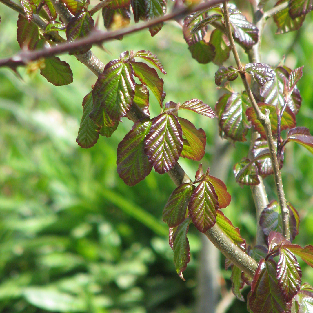 Parrotia persica ‘JL Columnar’ PP#24951 ~ Persian Spire™ Ironwood-ServeScape