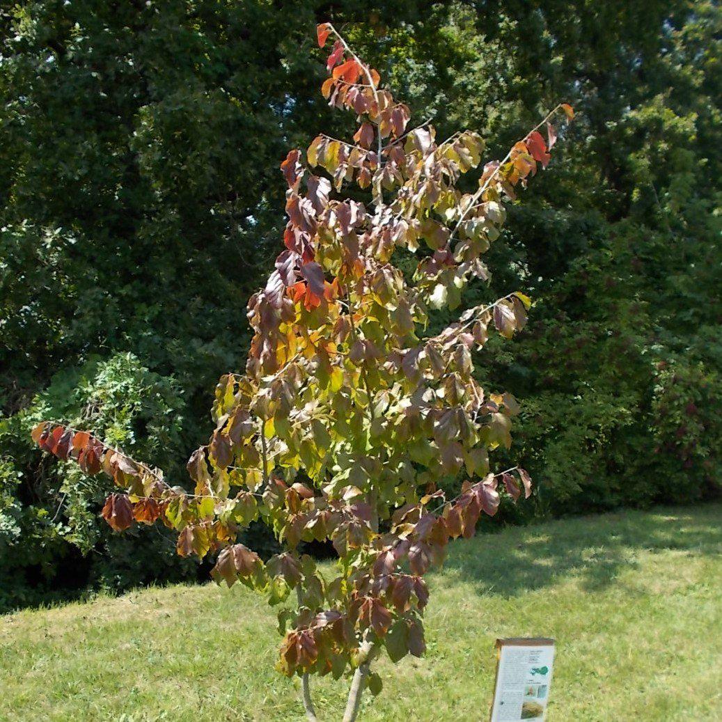 Parrotia persica 'Vanessa' ~ Vanessa Persian Ironwood-ServeScape