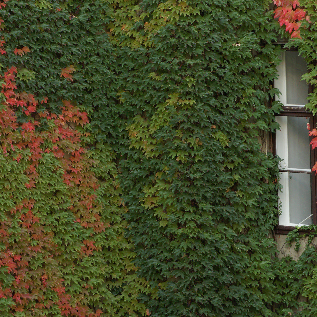 Parthenocissus tricuspidata ~ Boston Ivy-ServeScape