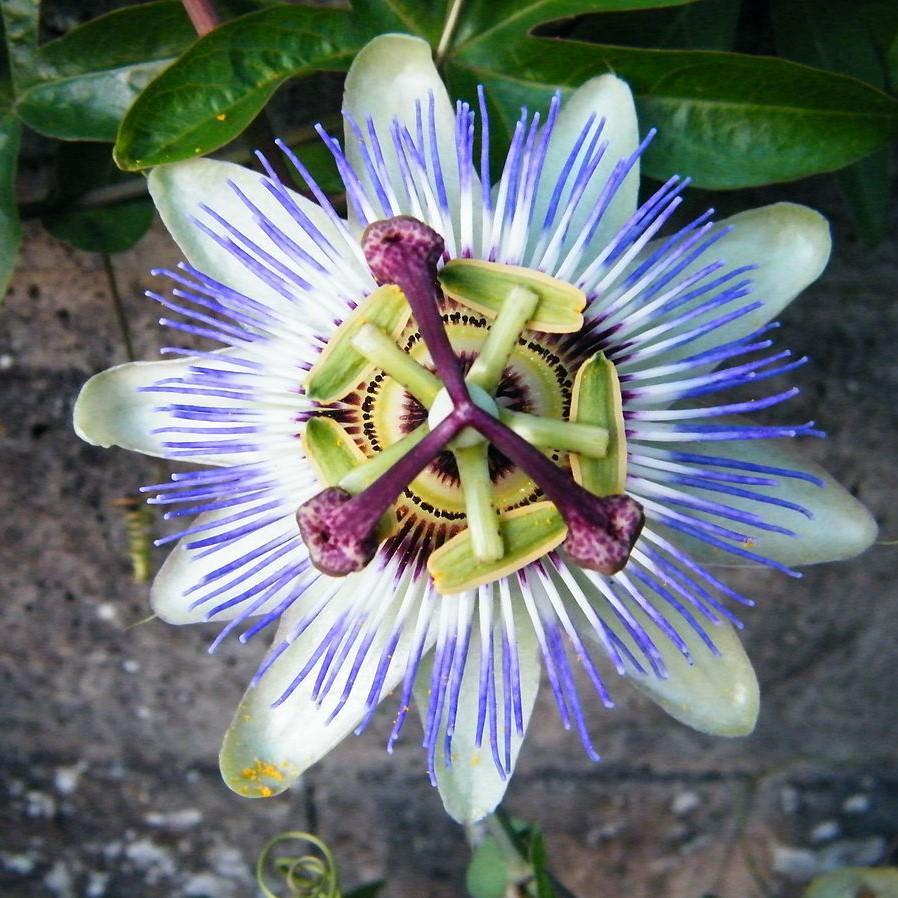 Passiflora caerulea 'Waterloo Blue' ~ Waterloo Blue Passion Flower-ServeScape