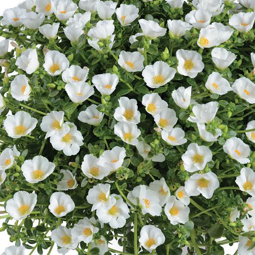 Portulaca oleracea 'Pazzaz White' ~ Pazzaz™ White Purslane-ServeScape