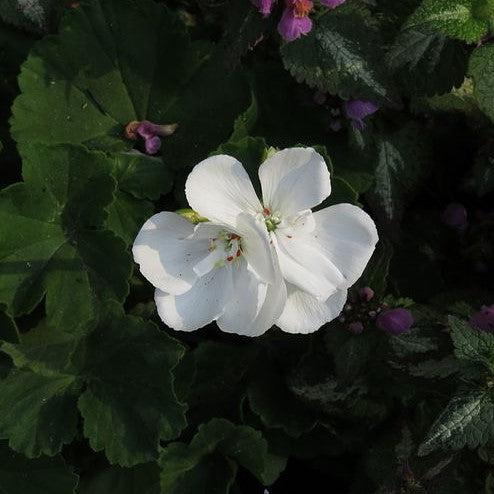 Pelargonium × hortorum 'Rocky Mountain White' ~ Rocky Mountain™ White Zonal Geranium-ServeScape