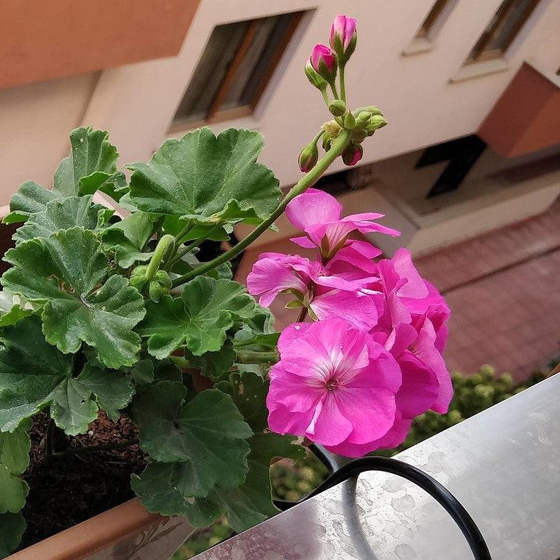 Pelargonium × hortorum 'Rocky Mountain Deep Rose' ~ Rocky Mountain™ Deep Rose Zonal Geranium-ServeScape