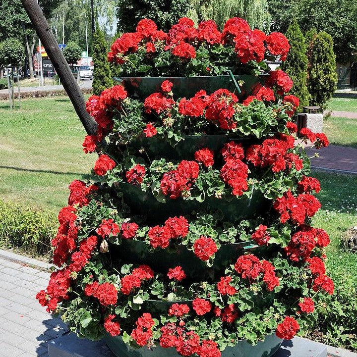 Pelargonium × hortorum 'Rocky Mountain Dark Red' ~ Rocky Mountain™ Dark Red Zonal Geranium-ServeScape