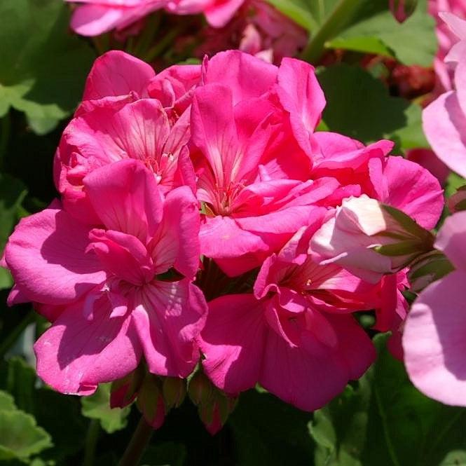 Pelargonium × hortorum 'Rocky Mountain Deep Rose' ~ Rocky Mountain™ Deep Rose Zonal Geranium-ServeScape