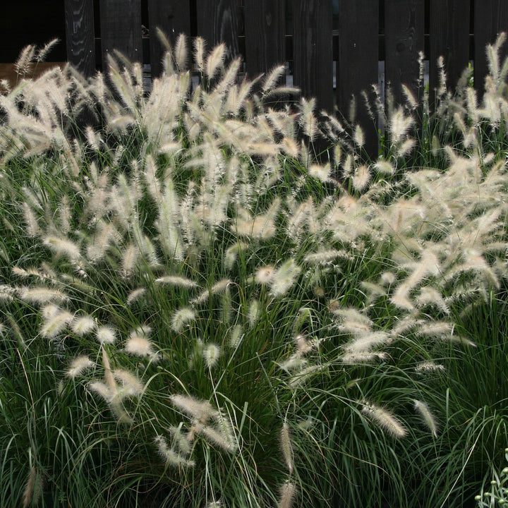 Pennisetum alopecuroides 'Cassian'  ~ Cassian Fountain Grass - Delivered By ServeScape