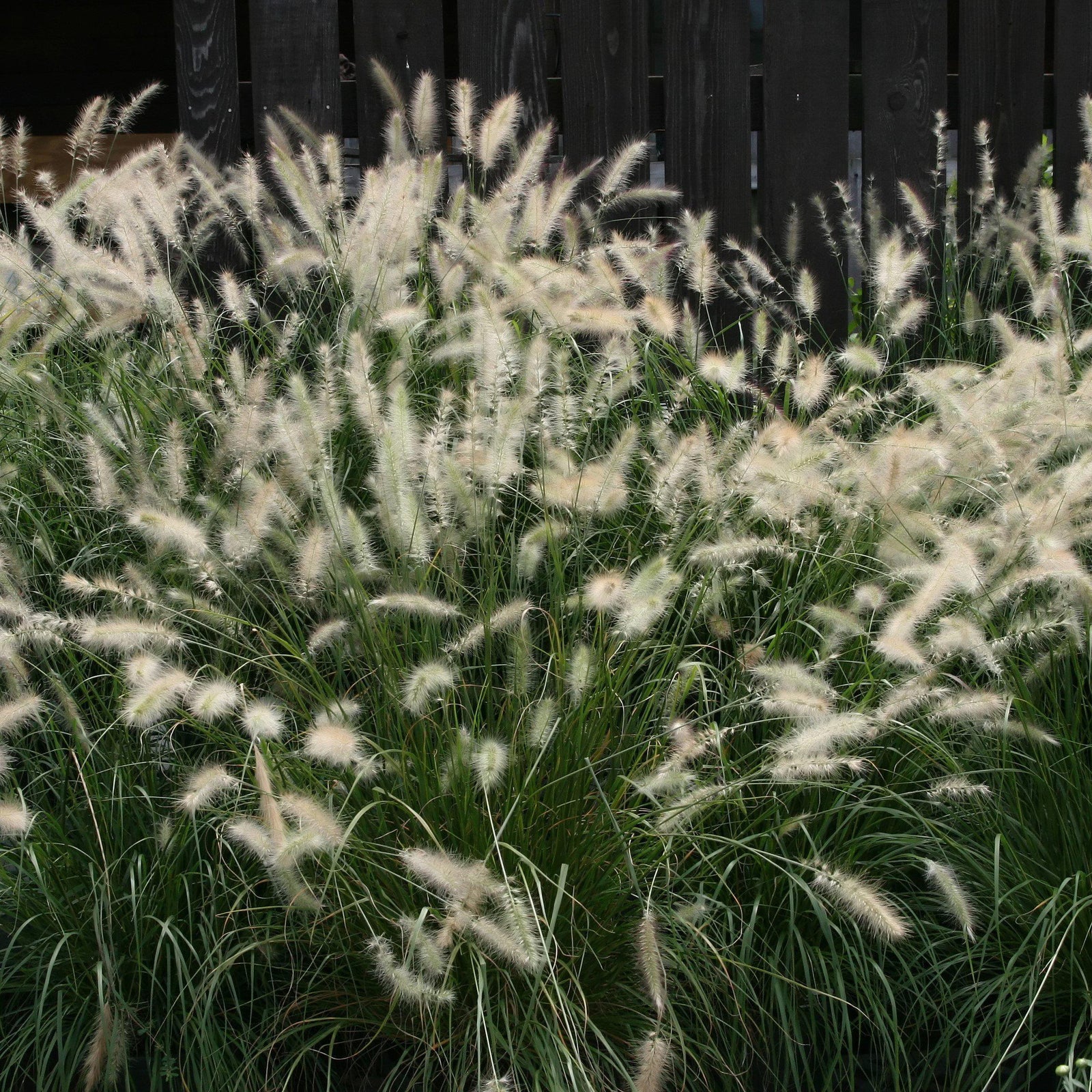 Pennisetum alopecuroides ~ Fountain Grass-ServeScape