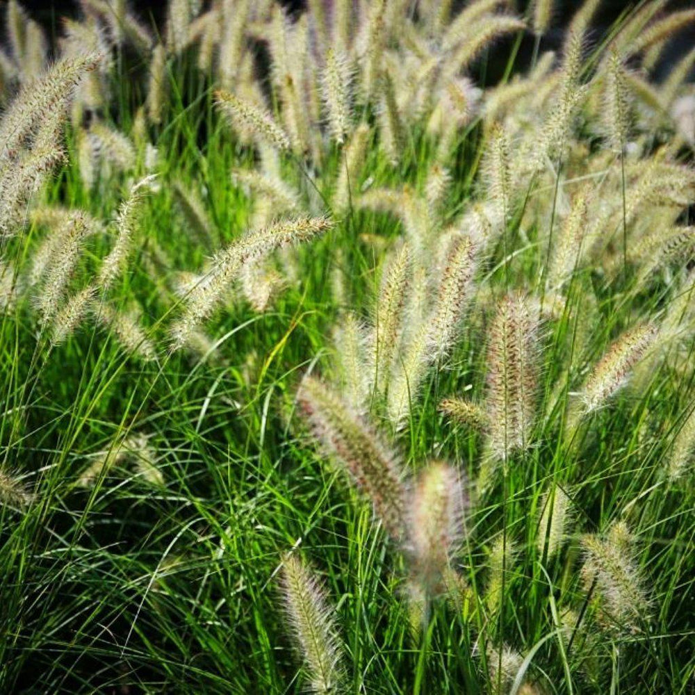 Pennisetum alopecuroides 'Hameln ~ Hameln Fountain Grass - Delivered By ServeScape