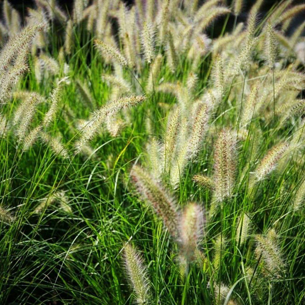 Pennisetum alopecuroides 'Hameln ~ Hameln Fountain Grass - Delivered By ServeScape