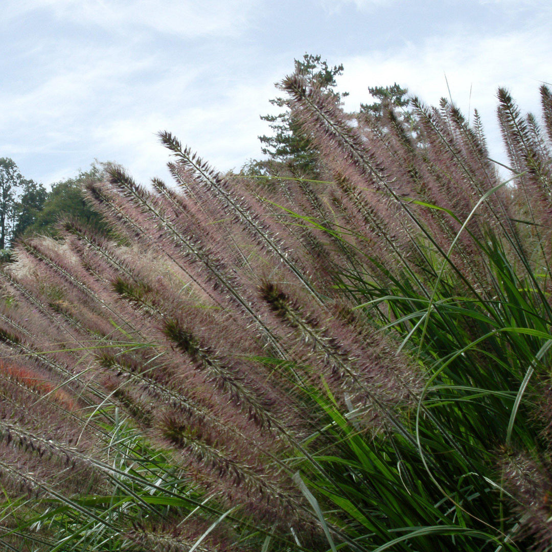 Pennisetum alopecuroides 'Jambalaya' ~ Jambalaya Fountain Grass-ServeScape