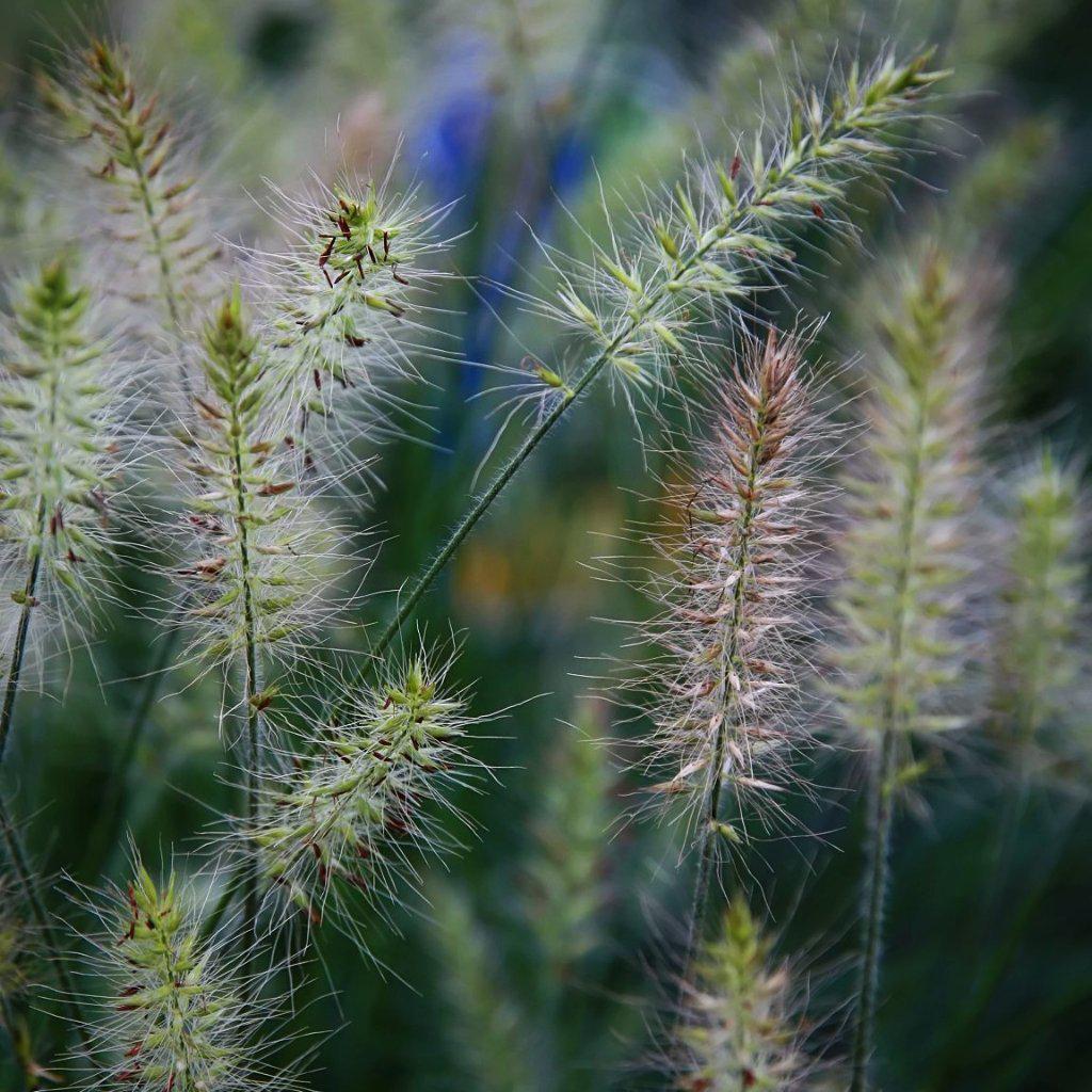 Pennisetum alopecuroides "Little Bunny'  ~ Little Bunny Fountain Grass - Delivered By ServeScape