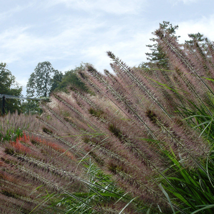 Pennisetum alopecuroides 'Moudry' ~ Moudry Fountain Grass-ServeScape