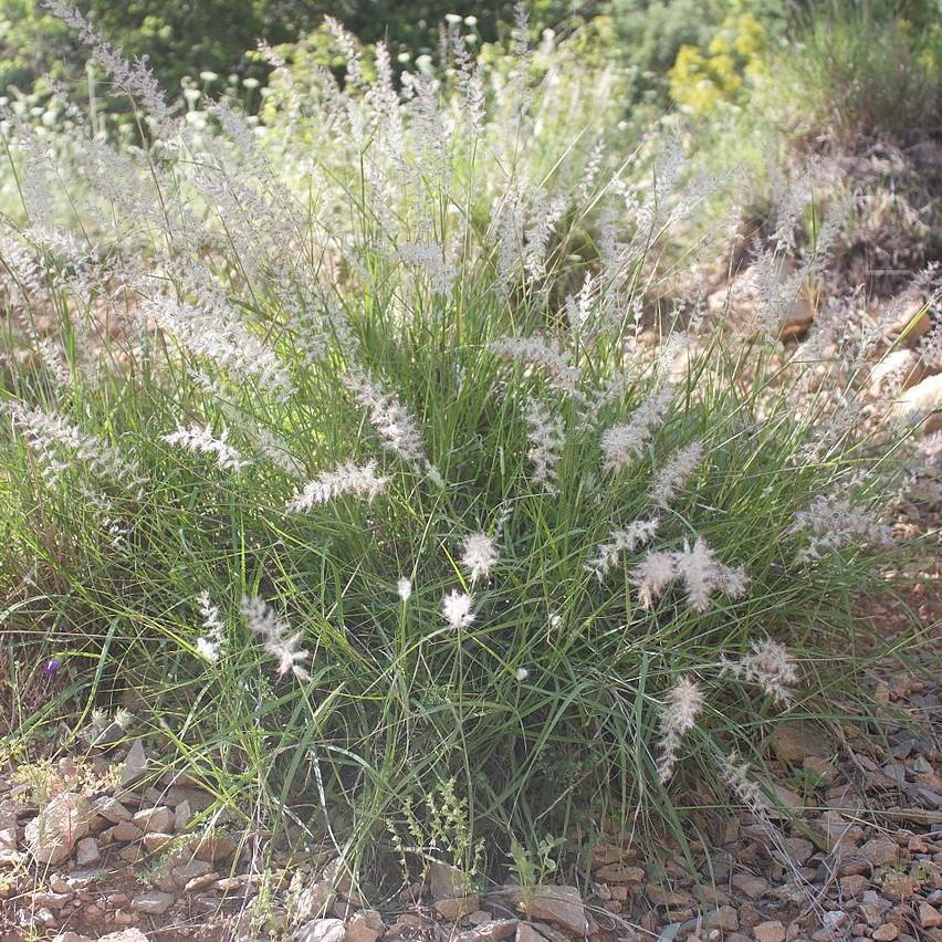 Pennisetum orientale ~ Chinese Fountain Grass-ServeScape