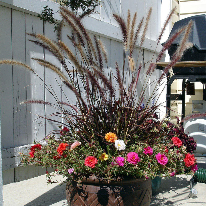 Pennisetum setaceum 'Rubrum' ~ Graceful Grasses® Purple Fountain Grass, Red Fountain Grass-ServeScape