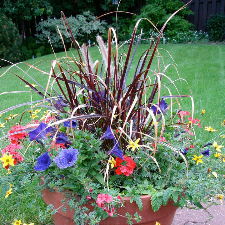 Pennisetum setaceum 'Rubrum' ~ Graceful Grasses® Purple Fountain Grass, Red Fountain Grass-ServeScape