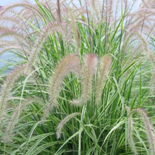 Pennisetum setaceum 'Rubrum' ~ Graceful Grasses® Sky Rocket Fountain Grass-ServeScape