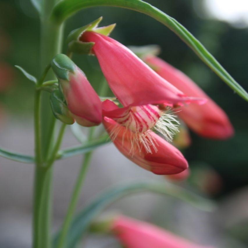 Penstemon barbatus 'Novapenrub' ~ Rock Candy™ Ruby Beardtongue-ServeScape