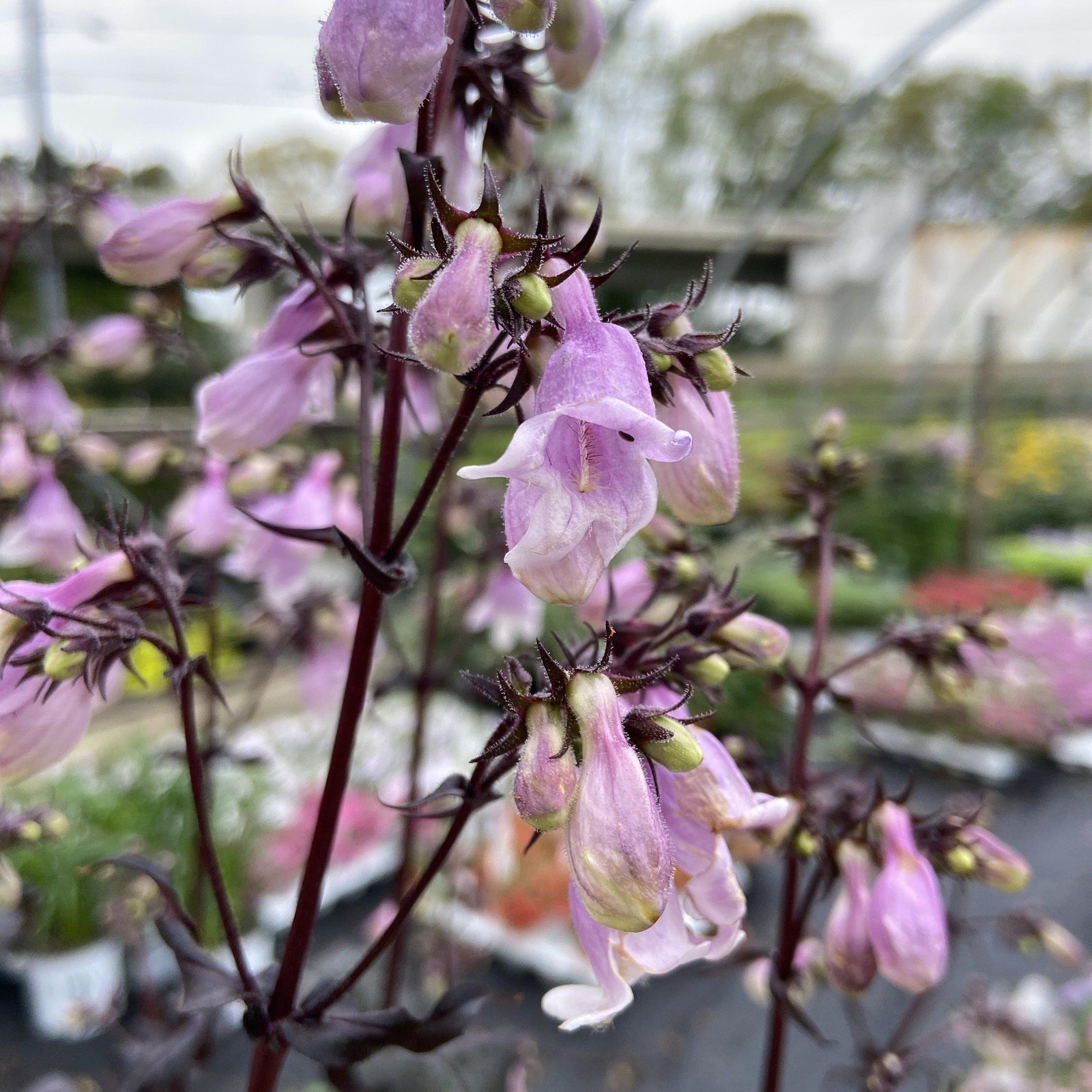 Penstemon ‘midnight masquerade’ ~ Beardtongue - Delivered By ServeScape