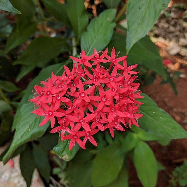 Pentas lanceolata 'Graffiti Ruby' ~ Graffiti Ruby Star Flower-ServeScape