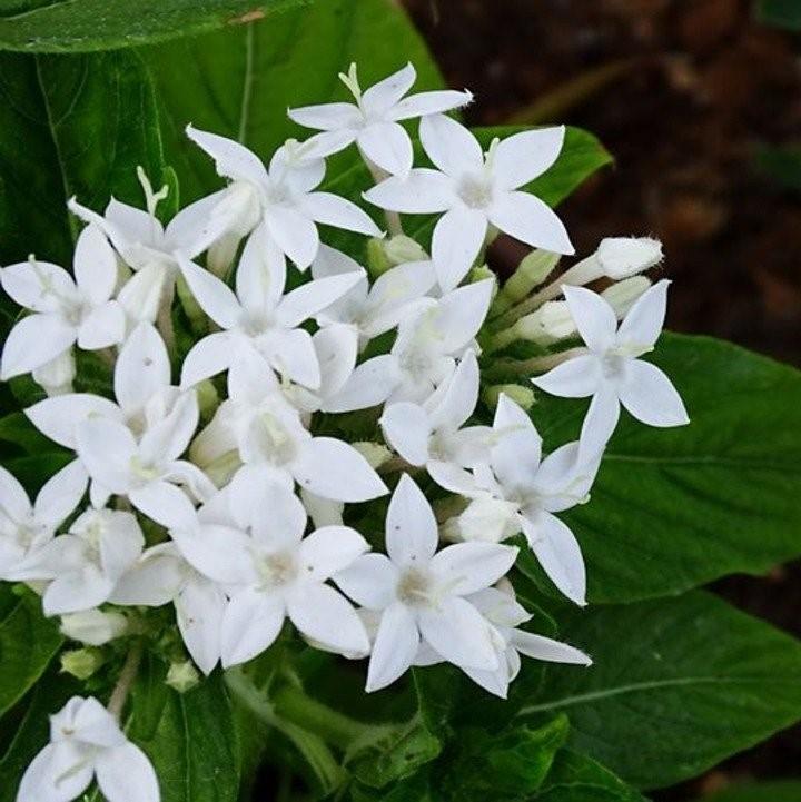 Pentas lanceolata 'Graffiti White' ~ Graffiti White Star Flower-ServeScape