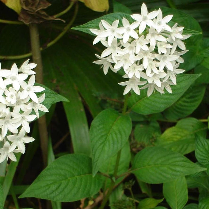 Pentas lanceolata 'Graffiti White' ~ Graffiti White Star Flower-ServeScape