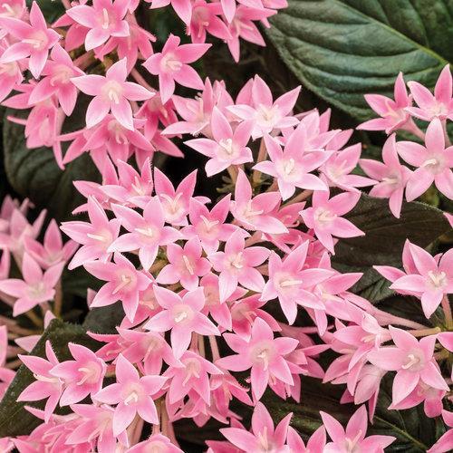 Pentas lanceolata ‘sunstar pink’ ~ Sunstar® Pink Egyptian Star Flower-ServeScape