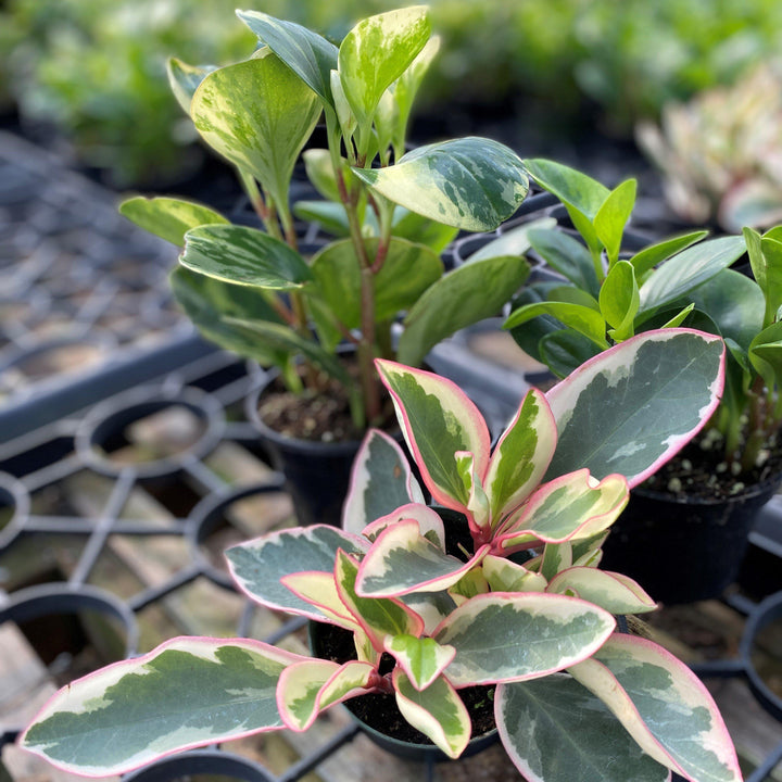 Peperomia spp. ~ Baby Rubber Plant, Radiator Plant-ServeScape