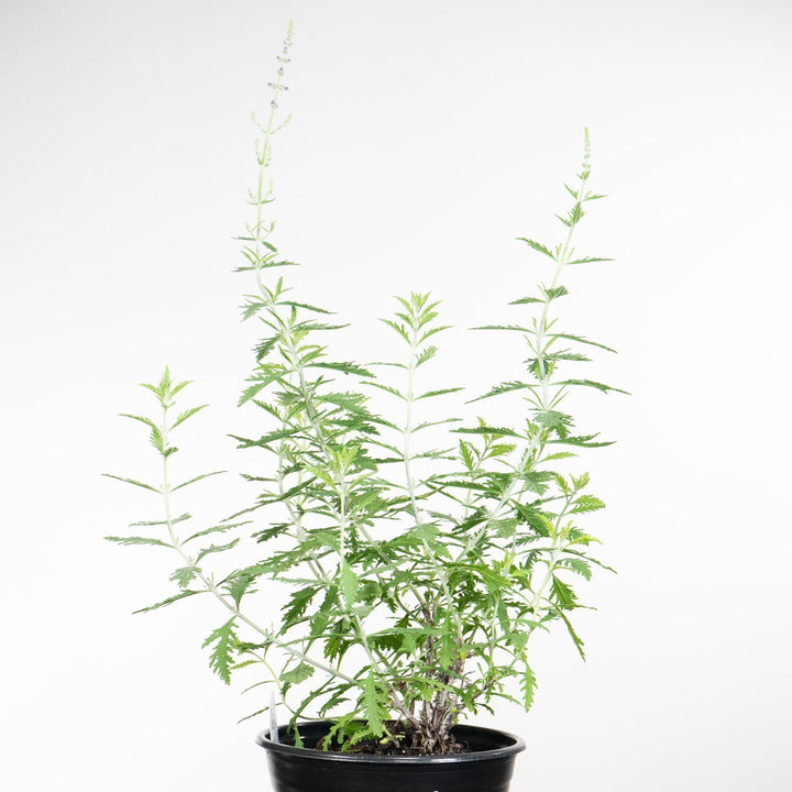 Perovskia atriplicifolia 'Little Spire' ~ Little Spire Russian Sage-ServeScape