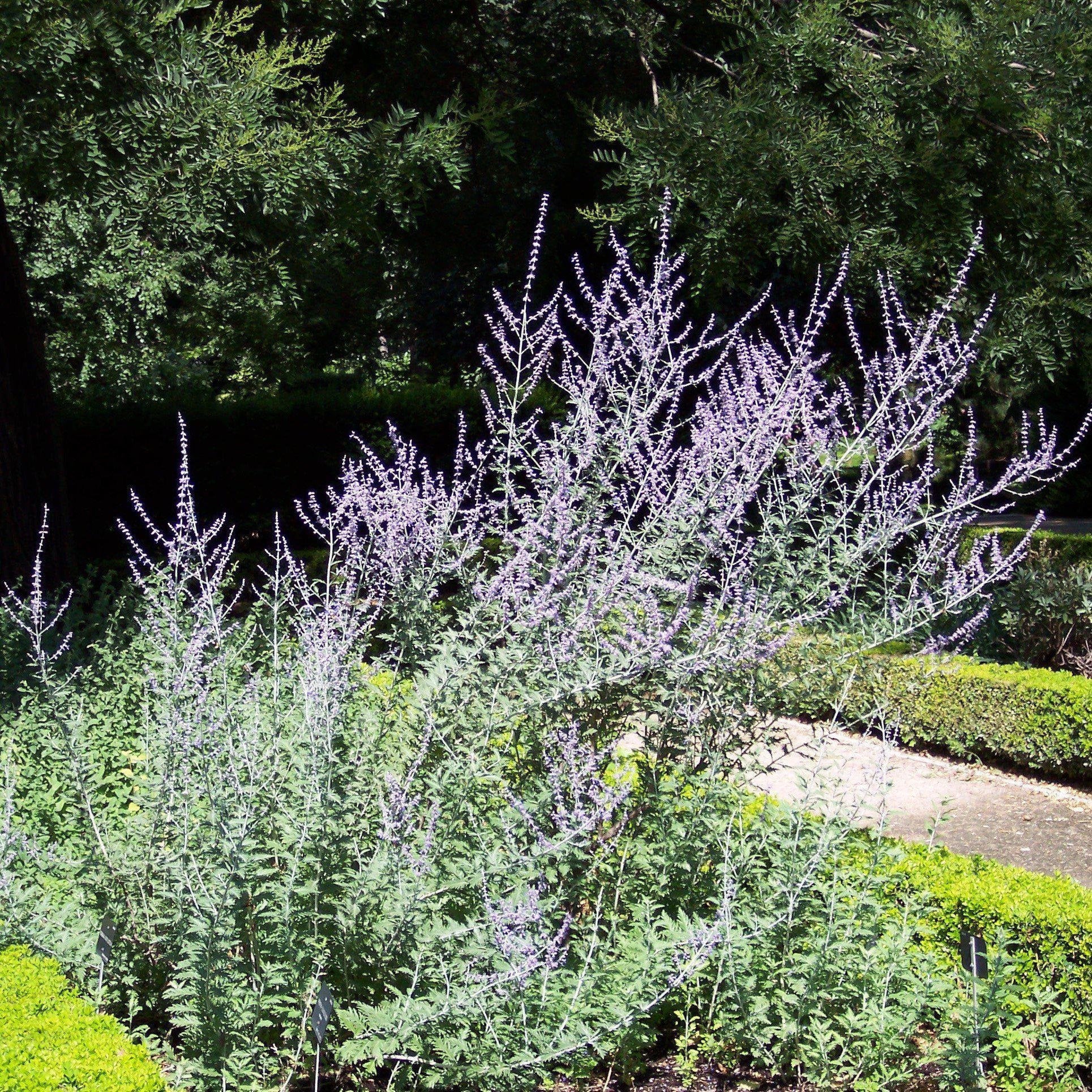 Is russian sage store poisonous to dogs